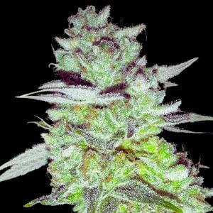 Zkittlez Feminized - Bulk Wholesale Cannabis Seeds