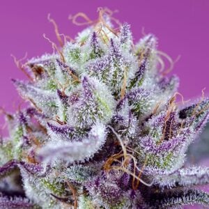Sweet Seeds Diablo’s Delight XL Auto®