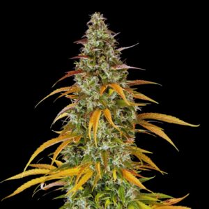 Zkittlez Auto wholesale cannabis seeds